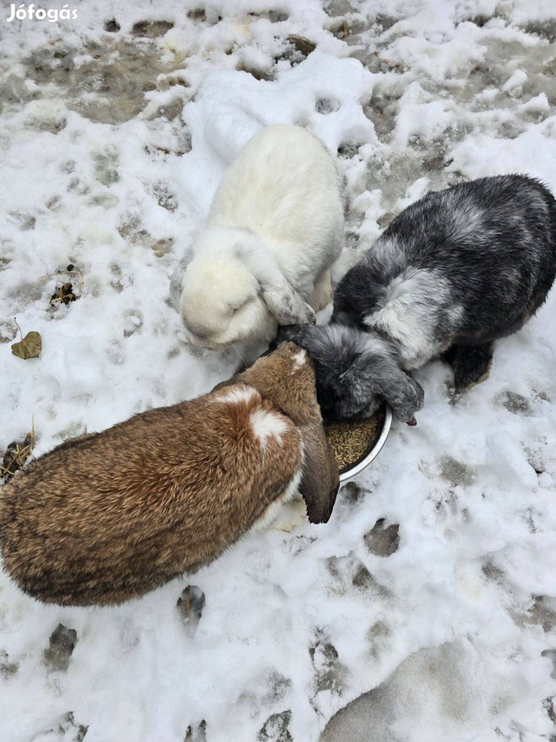 Óriás kosorrú nyulak eladóak, 2 nőstény 1 bak