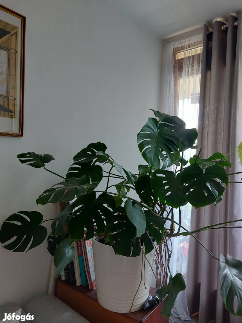 Óriás monstera eladó