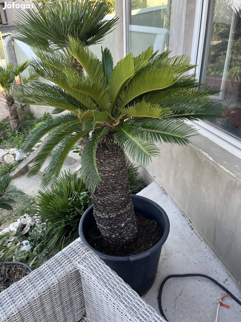 Óriás törzsű japán cikász ( cycas revoluta ) 