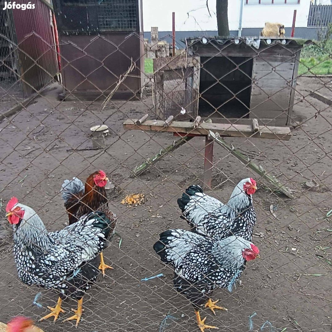 Óriása Wajand kakasok eladók