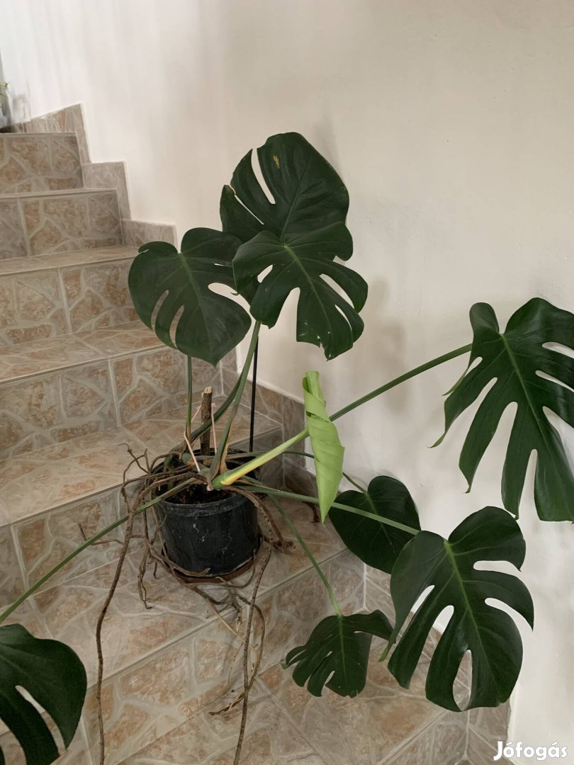 Óriási Könnyezőpálma Monstera Filodendron