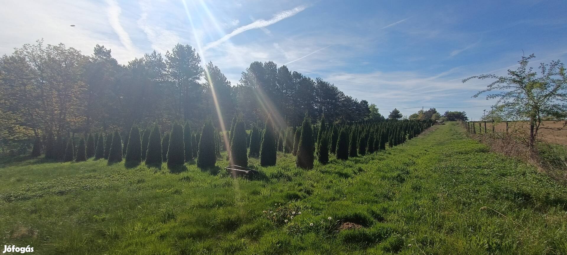 Óriási "ásd magad" Smaragd tuja akció 