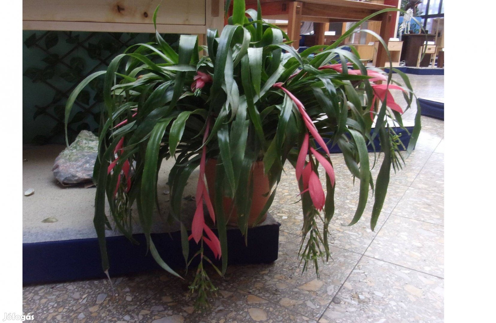 Óriási bromélia Billbergia Újpesten rengeteg tővel