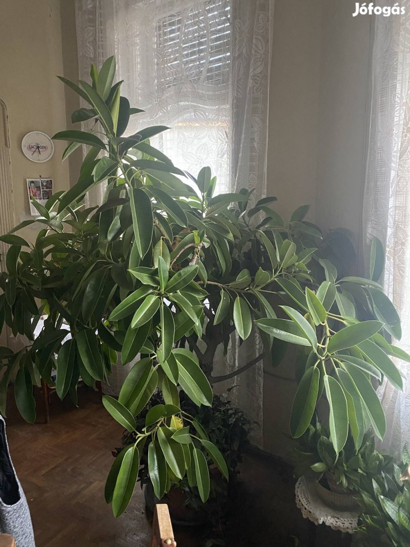 Óriási egészséges fikusz