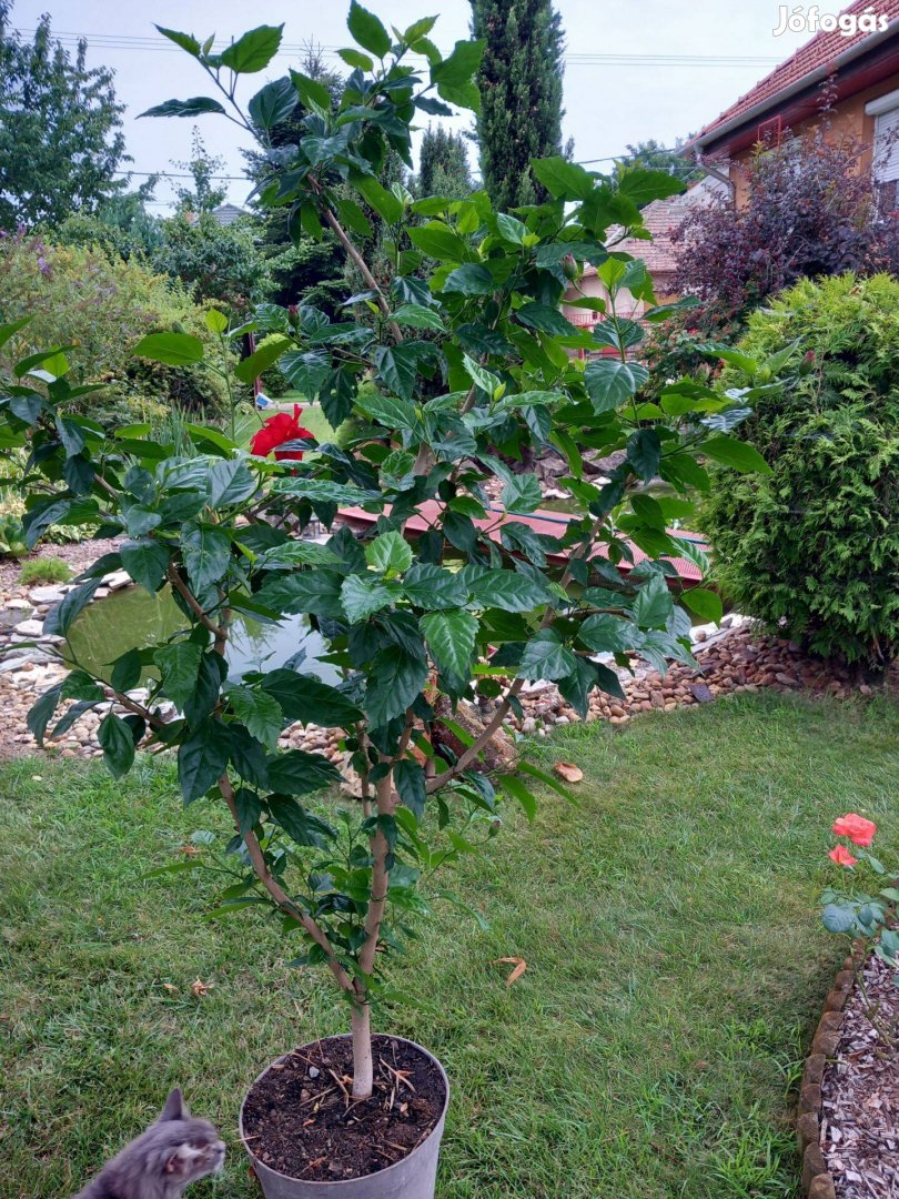 Óriási hibiszkusz fa bokor 170-180cm