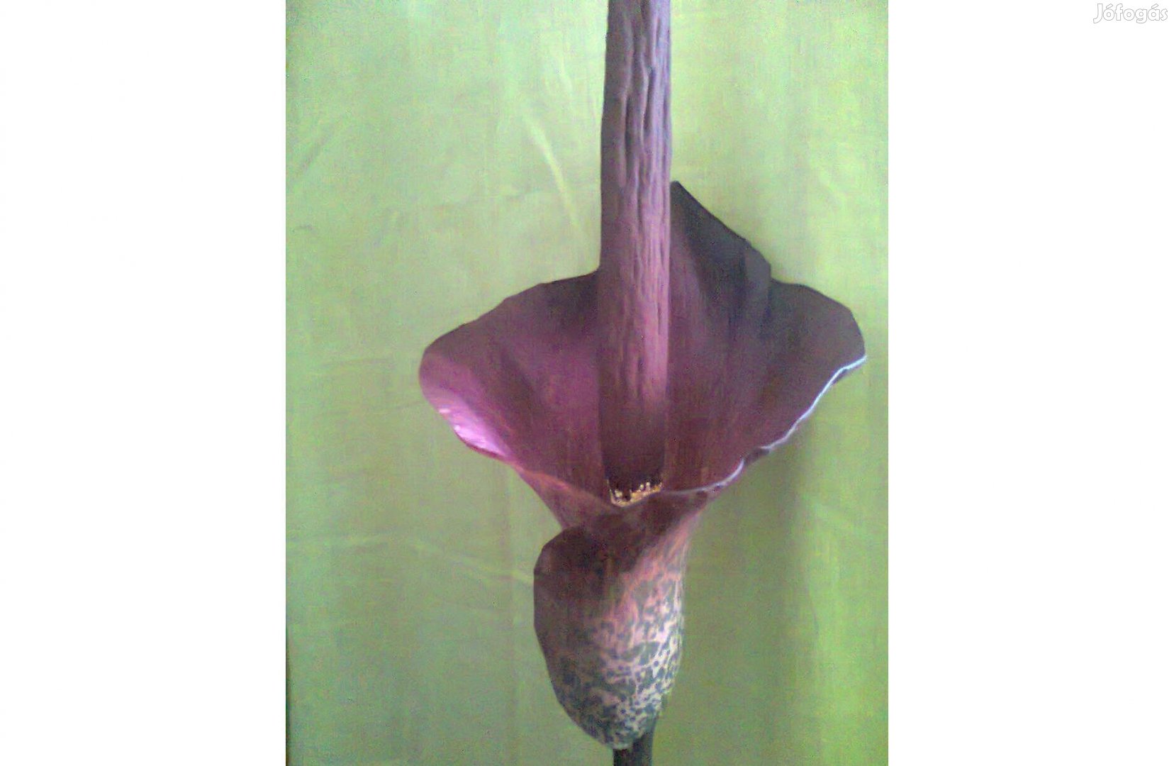 Óriáskontyvirág (Amorphophallus konjac )