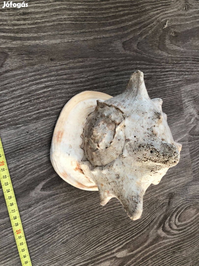 Orjás tengeri sisak csiga eladó