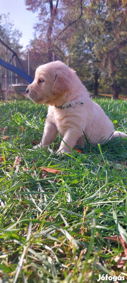 Örökbe fogadható Goldenretriever fajtatiszta jellegű