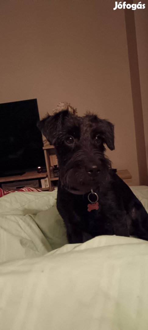 Örökbe fogadható kistestű kutyák