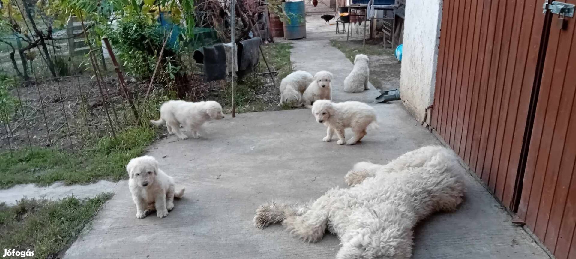 Örökbefogadásra komondor kiskutyák