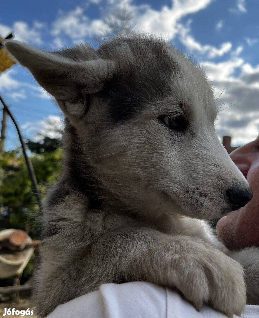 Örökbefogadható Husky jellegű kiskutyusok