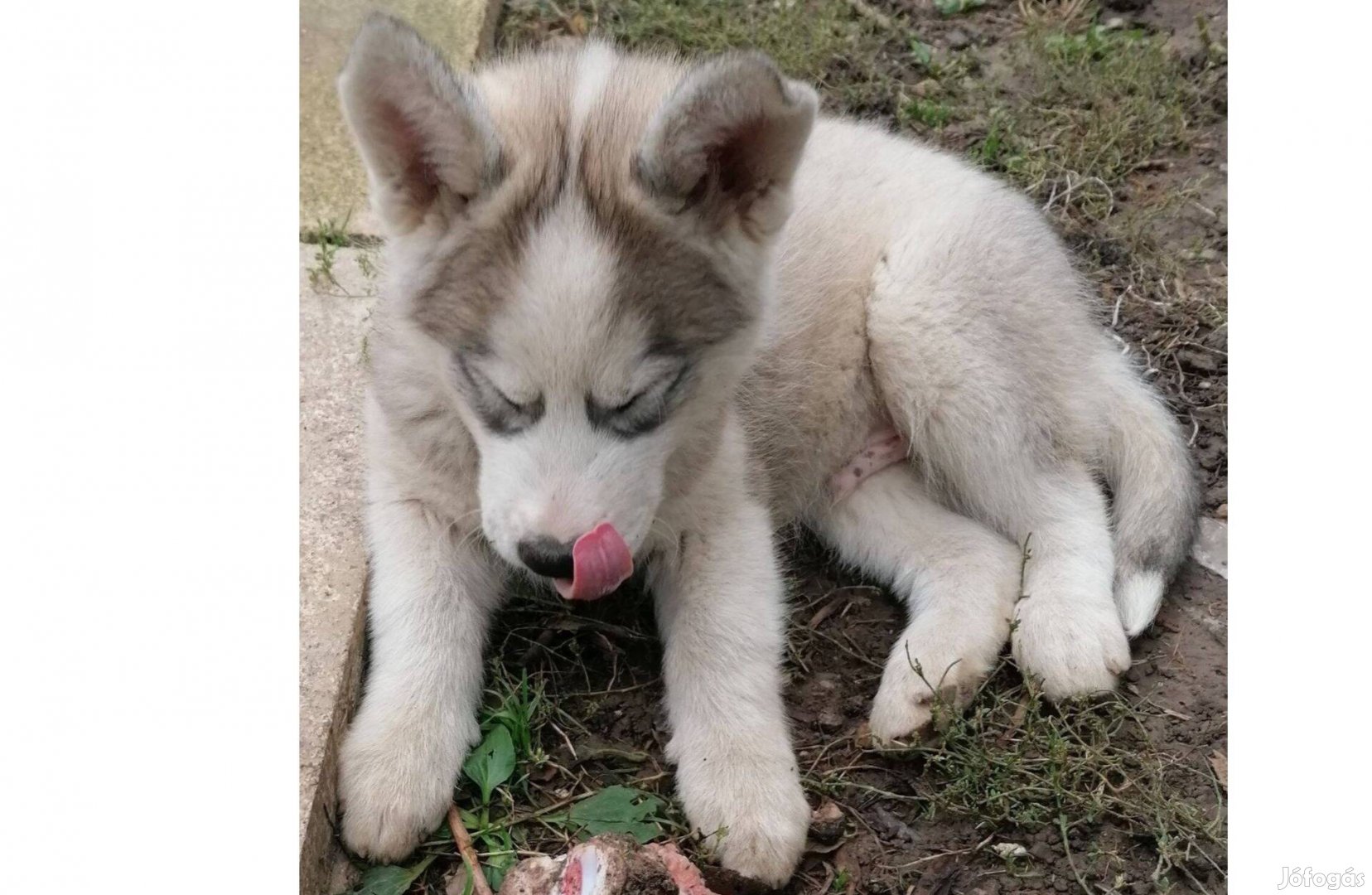 Örökbefogadható Husky jellegű kiskutyusok