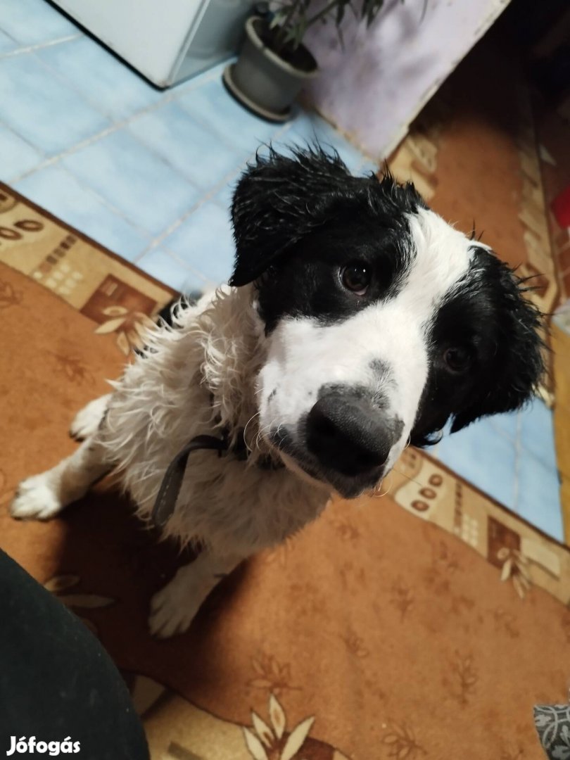 Örökbefogadható border collie