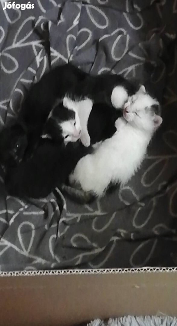 Örökbefogadható fekete-fehér cicák