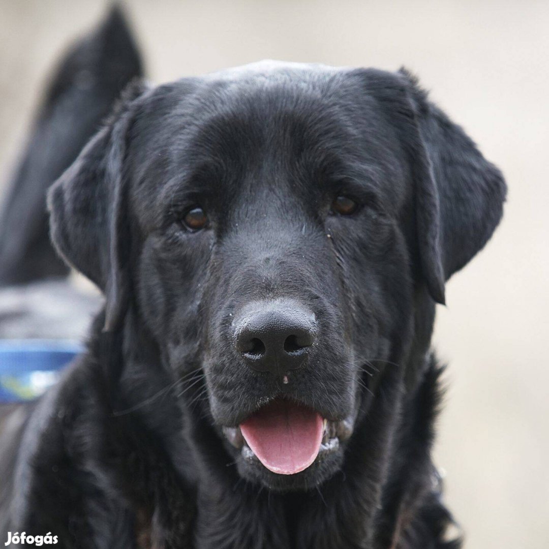 Örökbefogadható fekete kan Labrador keverék