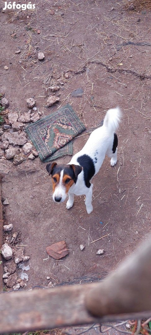 Örökbefogadható foxterrier!