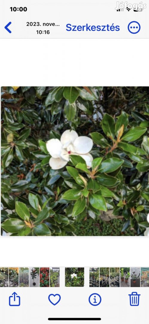 Örökzöld Magnolia Grandiflora
