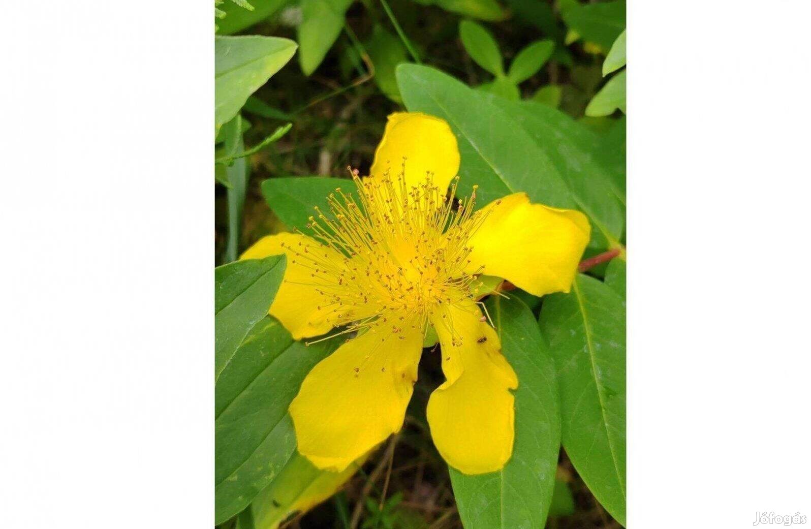 Örökzöld Orbáncfű Hypericum calycinum