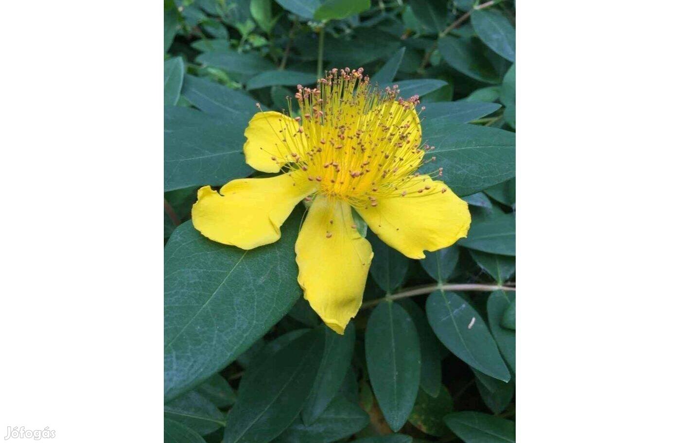 Örökzöld Orbáncfű Hypericum calycinum