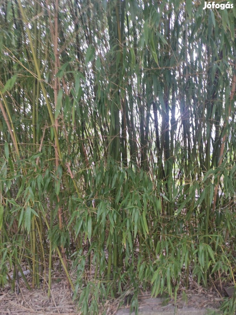 Örökzöld bambusz