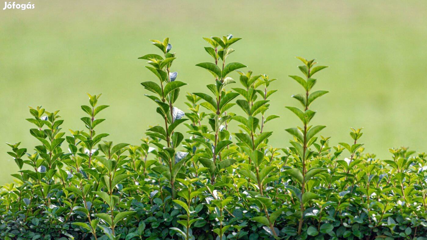 Örökzöld fagyal sövény - futárral is