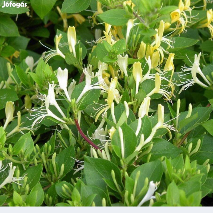 Örökzöld japán lonc Lonicera japonica kúszó illatos növény