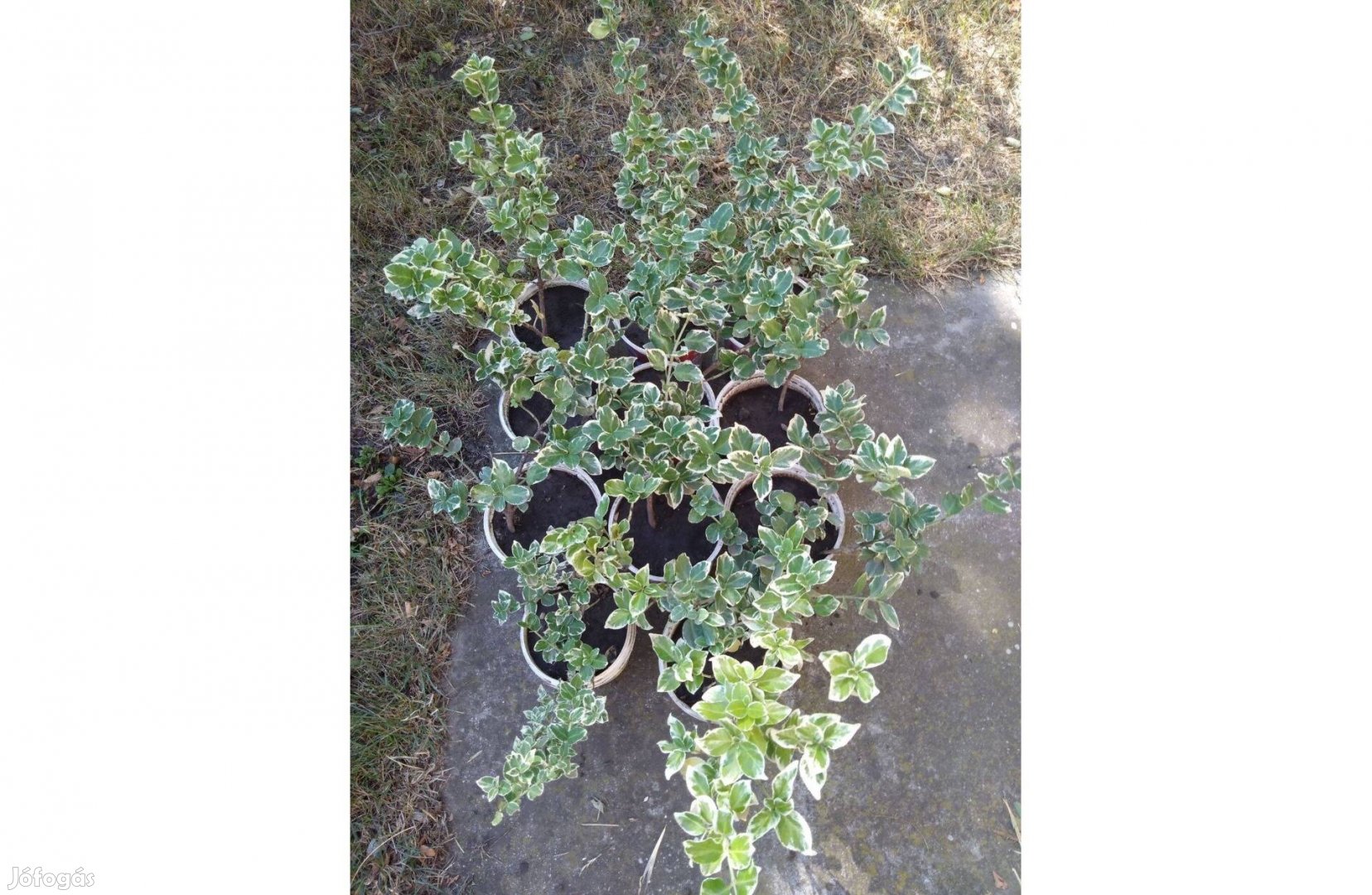 Örökzöld kecskerágók