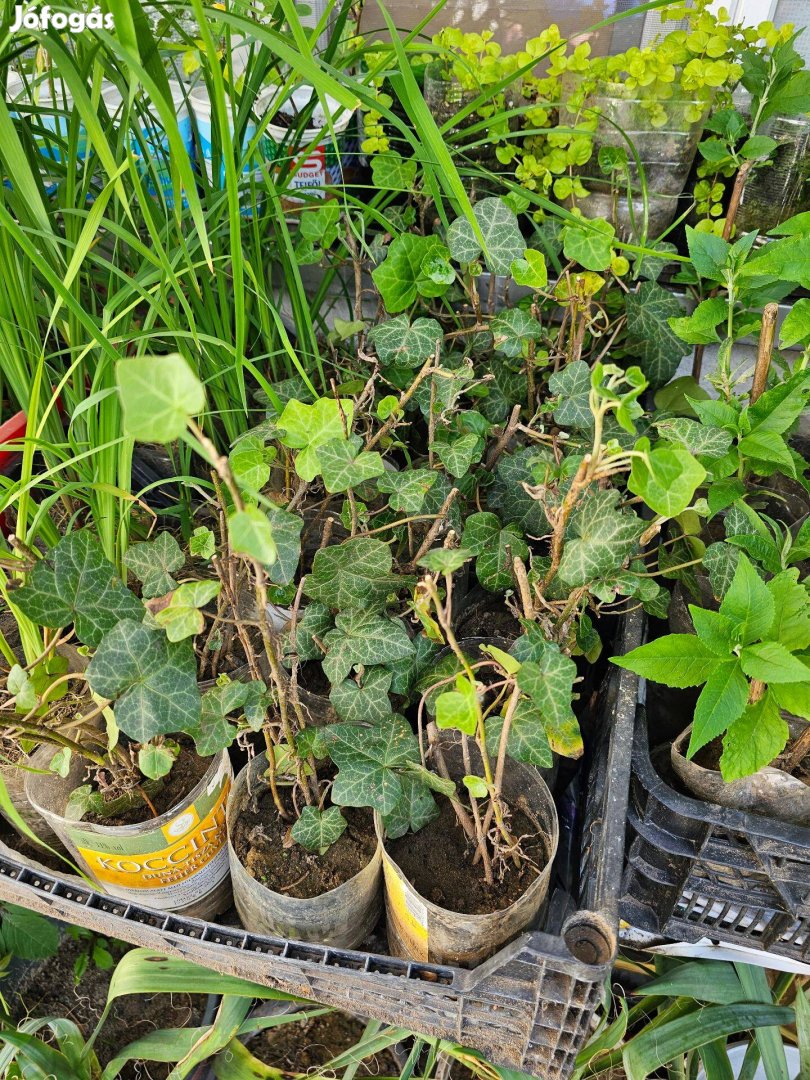 Örökzöld kerti borostyán (Hedera helix) gyökeres hajtások konténerben