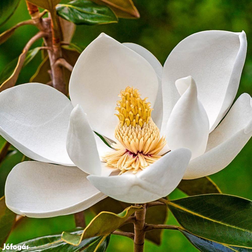 Örökzöld liliomfa, magnolia (Magnolia grandiflora) eladó