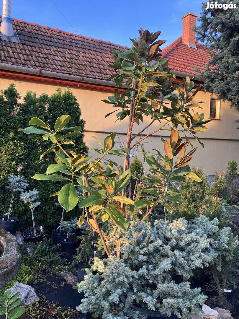 Örökzöld magnólia nagy méretű - Magnolia grandiflora