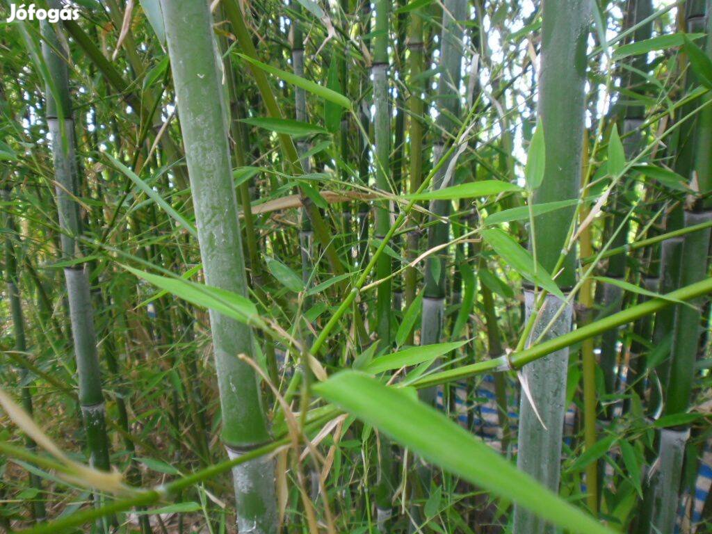 Örökzöld óriás bambusz saját kiszedéssel ingyen vihető !!