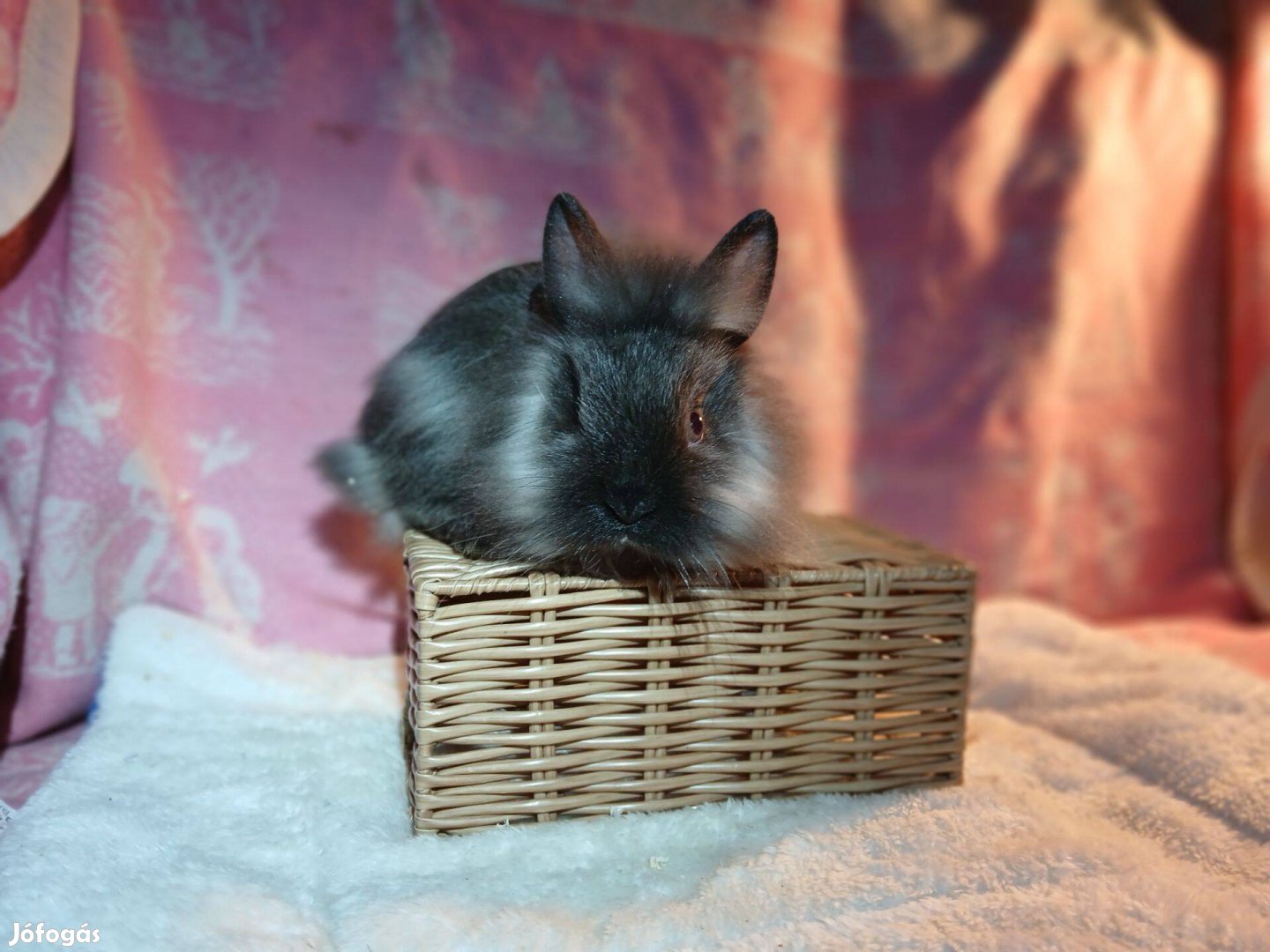 Oroszlánfejű Törpenyúl nyúl