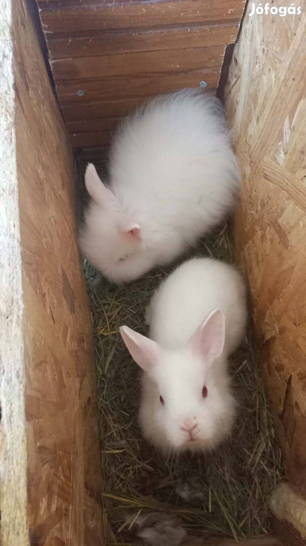 Oroszlánfejű nyuszi