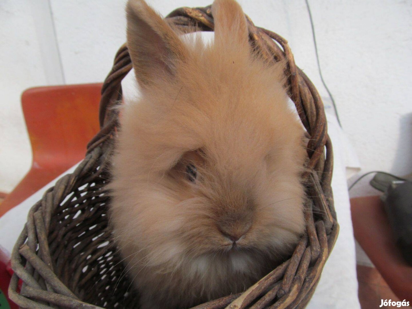 Oroszlánfejű törpe kis nyúl húsvétra foglalható visszafogadá