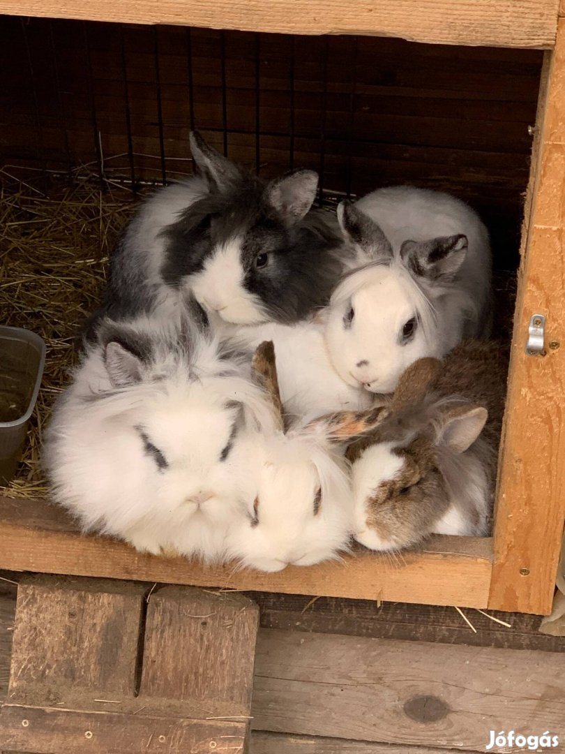 Oroszlánfejű törpe nyulak eladók kecskeméten