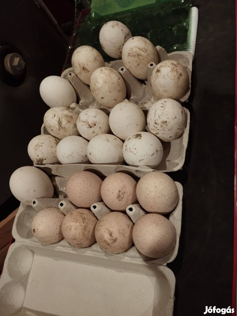 Orpington, liba, pulyka, törpe cochin tojást kelteni