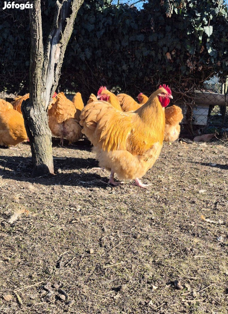 Orpington tojás eladó!