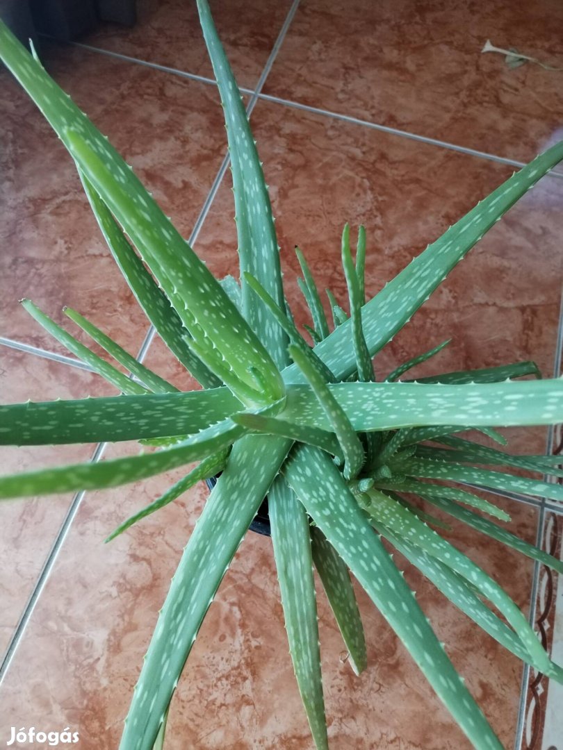 Orvosi Aloe Vera növény 