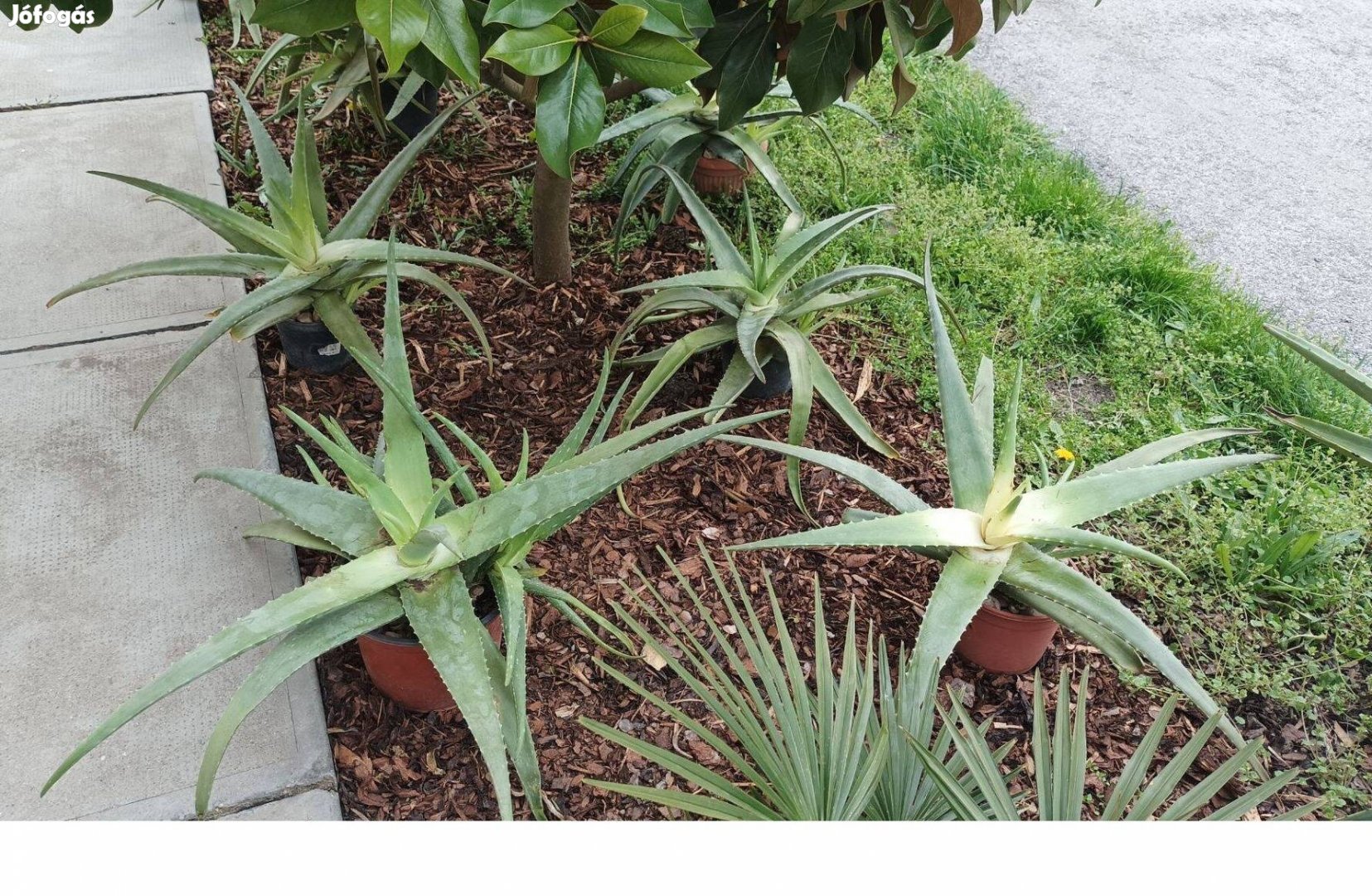 Orvosi Aloe vera gyógynövény , szukkulens , pozsgás