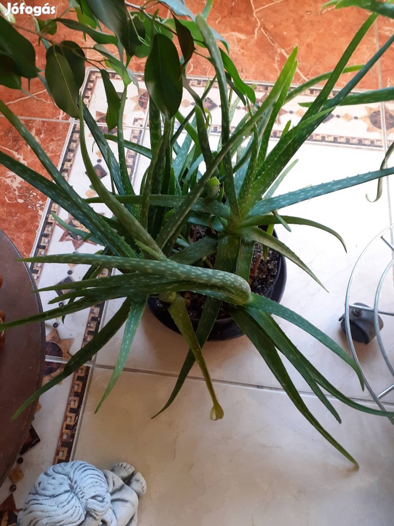 Orvosi Aloevera 10db egy cserépben