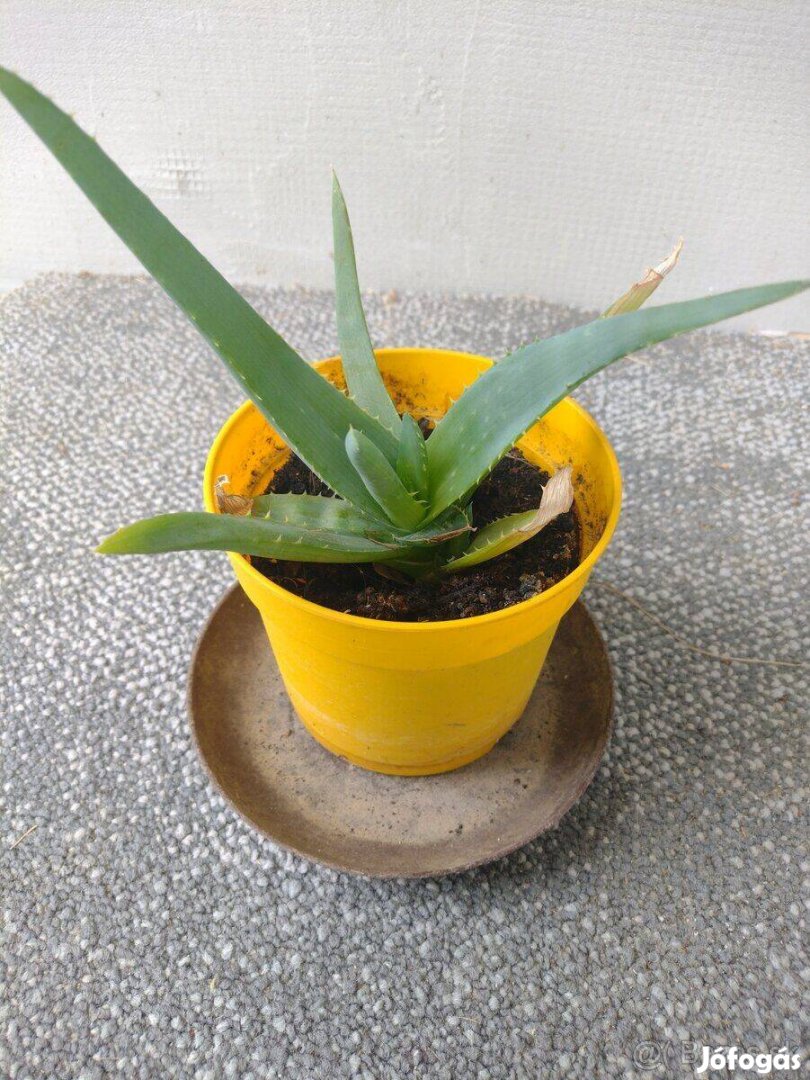 Orvosi aloe vera