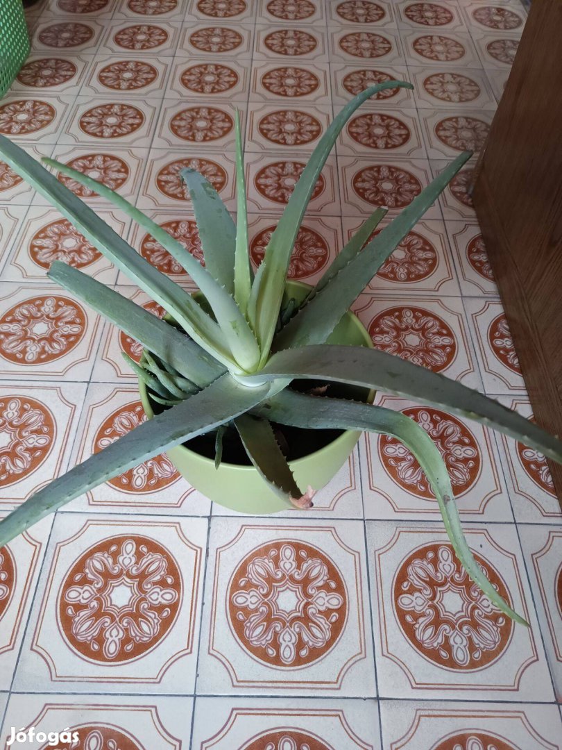 Orvosi aloe vera