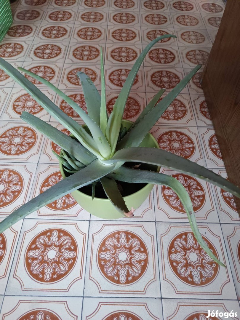 Orvosi aloe vera