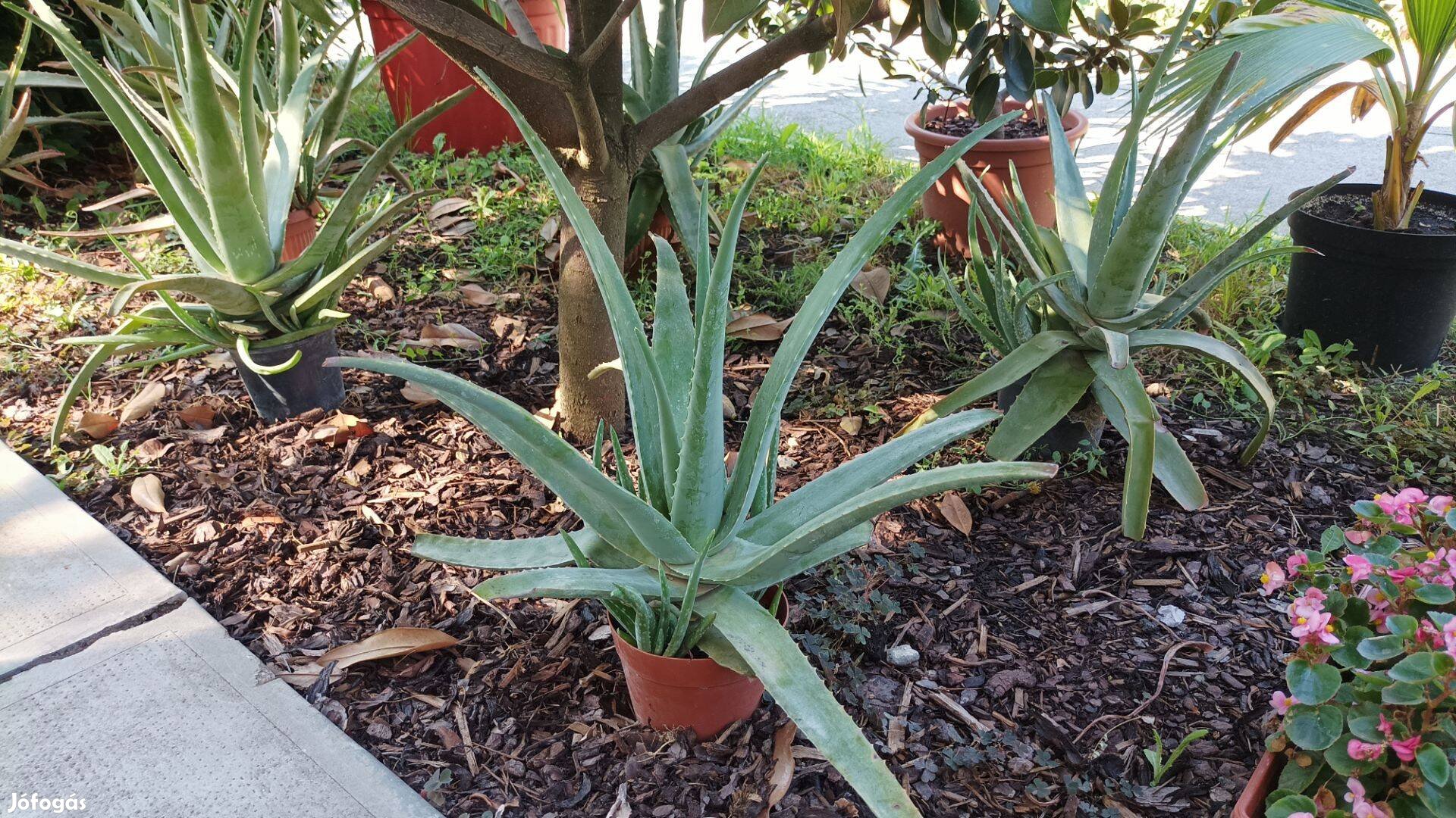 Orvosi aloe vera gyógynövény kapható