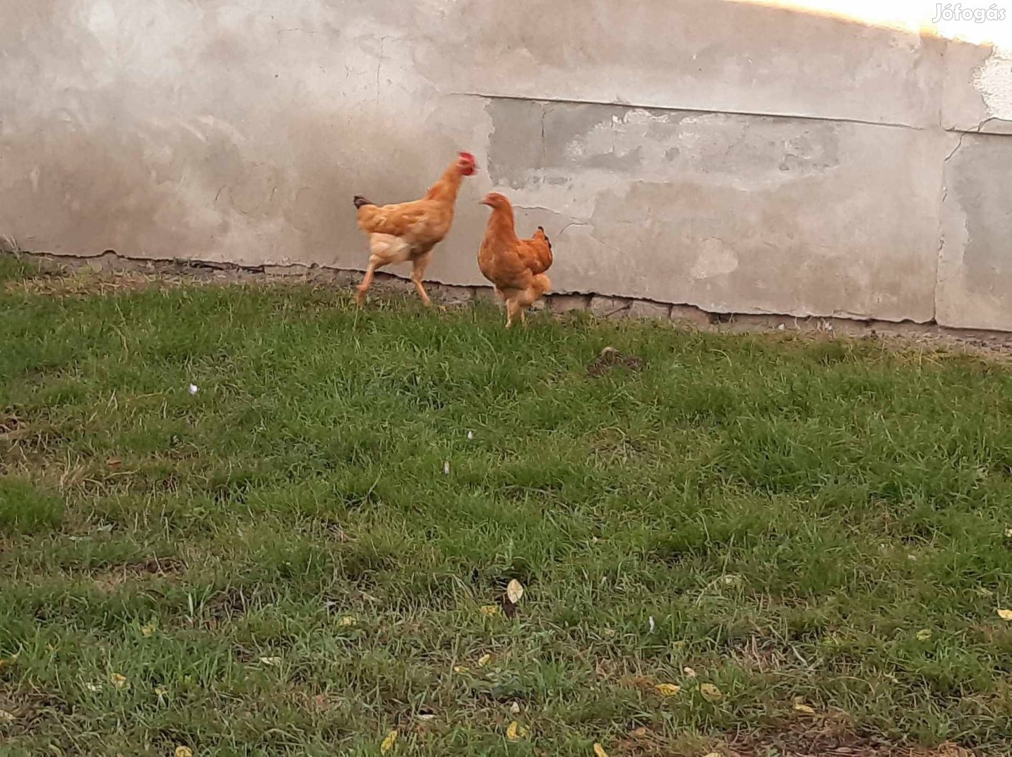 Őshonos Sárga növendék pár eladó(jérce,kakas)