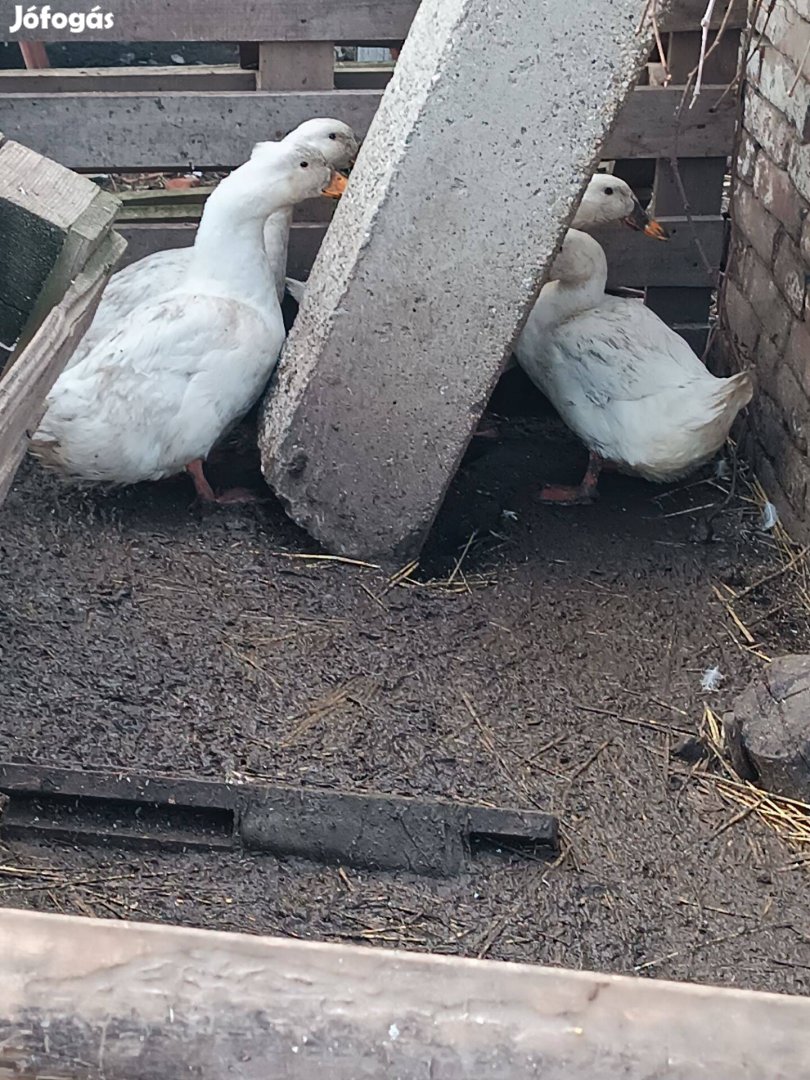 Őshonos fehér magyar kacsa eladó