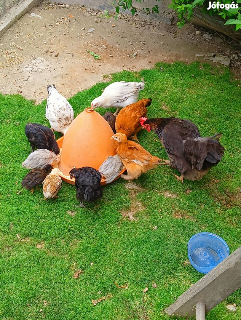 Öshonos magyar csirkek eladók 