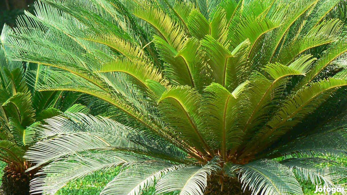 Ősi cikász pálmafa csemete - cycas revoluta