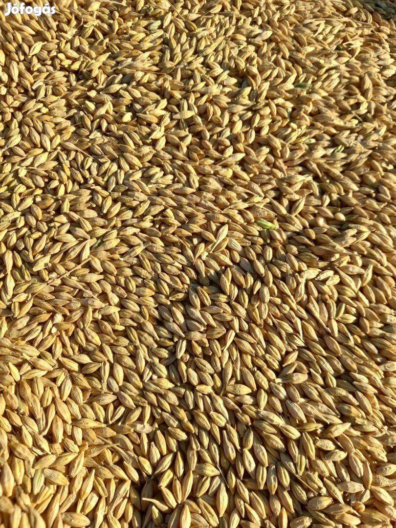 Őszi árpa Rákóczifalván