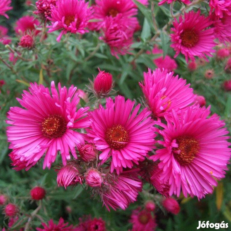 Őszirózsa pink mirigyes Aster magas